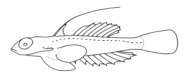 Representative of the family Callionymidae (Gosline & Brock, 1960, fig. 77)